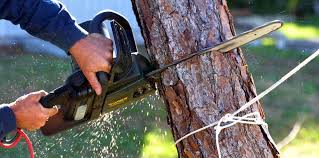 Best Lawn Maintenance Plans  in Valley Mills, TX