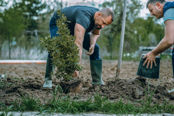 Best Sod Installation  in Valley Mills, TX