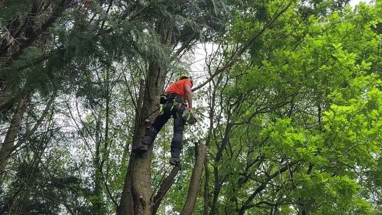 Best Seasonal Cleanup (Spring/Fall)  in Valley Mills, TX