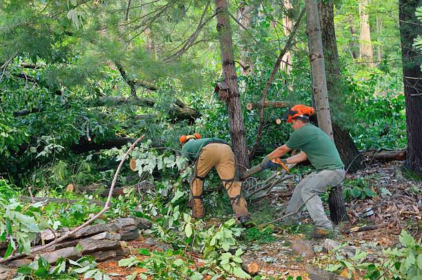 Trusted Valley Mills, TX Tree Services Experts