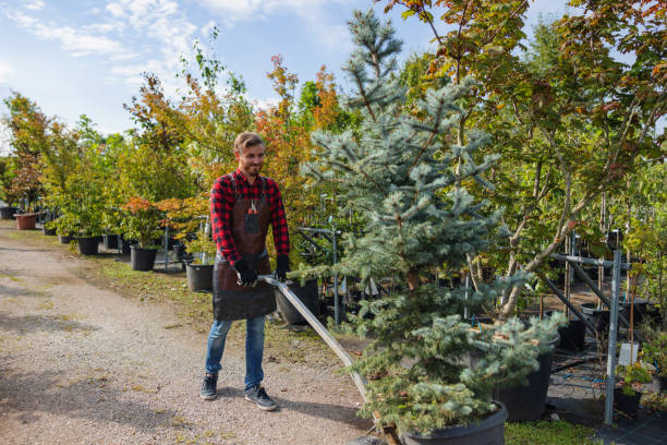 Best Organic Lawn Care Solutions  in Valley Mills, TX
